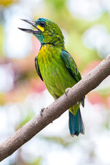 The yellow-eared barbet (Psilopogon australis)