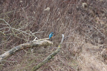 Eisvogel (Alcedo atthis)