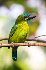 The yellow-eared barbet (Psilopogon australis)