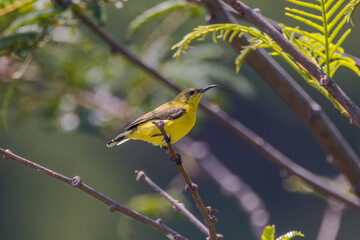 The olive-backed sunbird (Cinnyris jugularis)