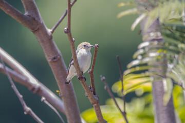 The olive-backed sunbird (Cinnyris jugularis)