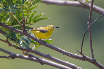 The olive-backed sunbird (Cinnyris jugularis)