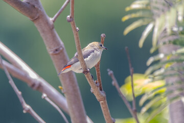 Fototapeta premium The scarlet-headed flowerpecker (Dicaeum trochileum)