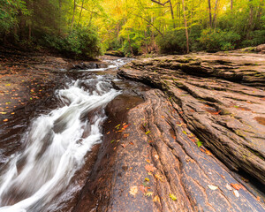 stream in the forest