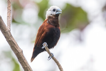 The white-headed munia (Lonchura maja)