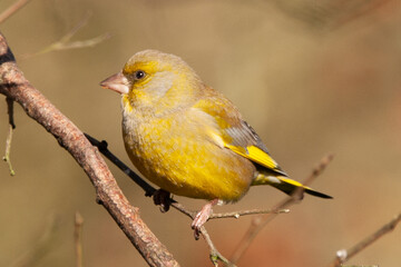 Verdier d'Europe (Chloris chloris --- Carduelis chloris)