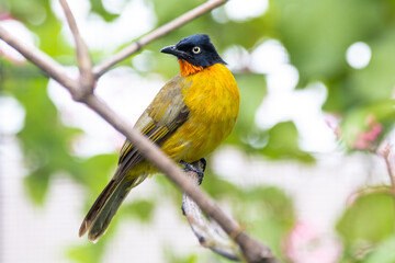 The ruby-throated bulbul (Rubigula dispar)