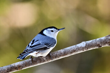 White Breasted Nuthatch perched on a tree contrasting the a soft green background