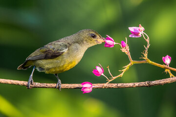 The orange-bellied flowerpecker (Dicaeum trigonostigma)
