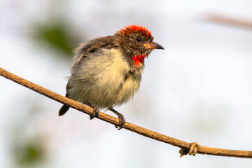 The scarlet-headed flowerpecker (Dicaeum trochileum)