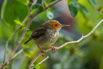 The bar-winged prinia (Prinia familiaris) is a species of bird in the cisticola family Cisticolidae