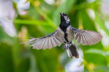 The great tit (Parus major) is a passerine bird in the tit family Paridae
