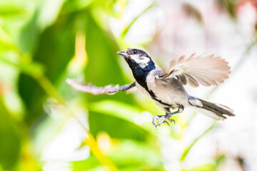 The great tit (Parus major) is a passerine bird in the tit family Paridae