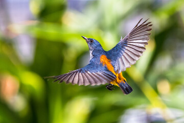 The orange-bellied flowerpecker (Dicaeum trigonostigma)