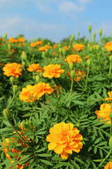 Stunning Marigold Flower Field against Blue Sunny Sky