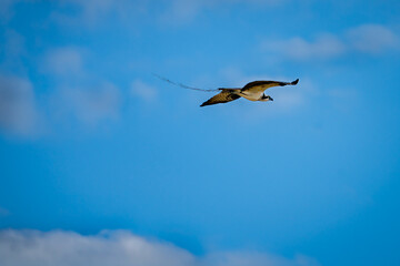The osprey (Pandion haliaetus), also called sea hawk, river hawk, and fish hawk..