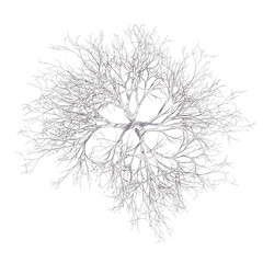 Bare cherry tree drawing isolated transparent background
