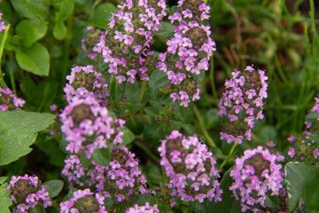 Close-up image of thyme plants in a garden