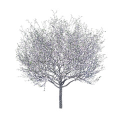 Fototapeta premium Blossoming cherry tree drawing isolated transparent background 