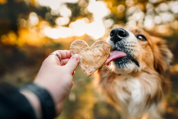 Dog with heart shaped cookie