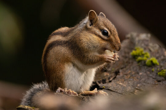 Tamia de Sib&eacute;rie (Eutamias sibiricus)