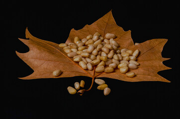 close-up of fresh peeled pine nuts on a dried tree leaf