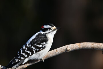 Close up of a male Downy Woodpecker perched on a branch