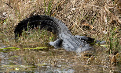  alligator, or just gator, is a large reptile i