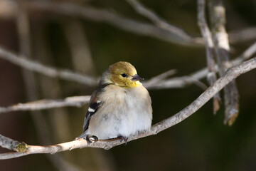 Close up of an American Goldfinch perched on a branch along the edge of a forest