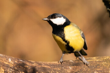 Fototapeta premium Mésange charbonnière (Parus major)