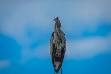 Great Blue Heron