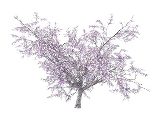 Obraz na płótnie Canvas Blossoming cherry tree drawing isolated transparent background 