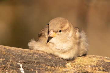 Moineau domestique (Passer domesticus)