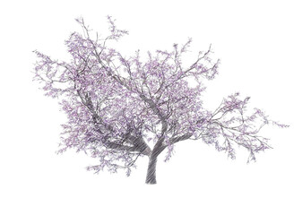 Fototapeta na wymiar Blossoming cherry tree drawing isolated transparent background 