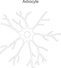 Astrocyte. Glial cell. Black and white illustration.