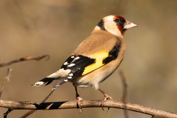 Chardonneret élégant (Carduelis carduelis)