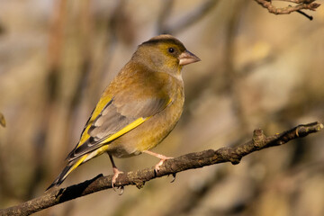 Verdier d'Europe (Chloris chloris --- Carduelis chloris)