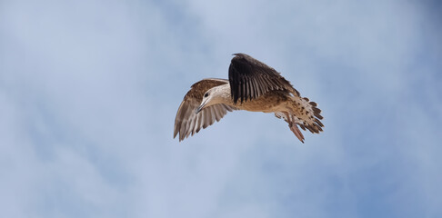 Flying European herring silver gull Larus argentatus at blue sky