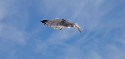 Flying European herring silver gull Larus argentatus at blue sky