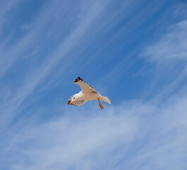 Flying European herring silver gull Larus argentatus at blue sky