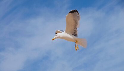 Flying European herring silver gull Larus argentatus at blue sky