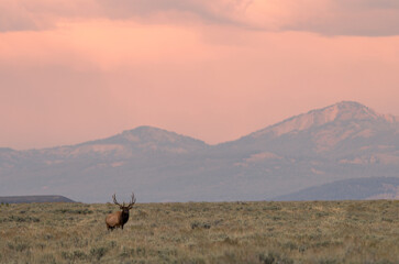 Naklejka premium Bull Elk at Sunrise During the Rut in Wyoming in Autumn
