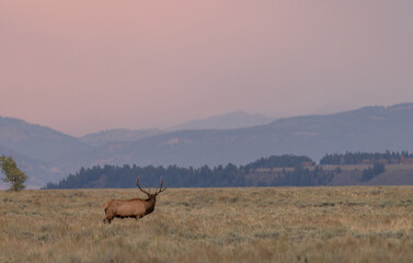 Bull Elk at Sunrise During the Rut in Wyoming in Autumn