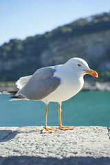 Seagull portrait against sea shore. Close up view of white bird seagull sitting by the beach. Wild seagull with natural blue background.