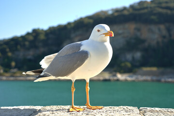 Seagull portrait against sea shore. Close up view of white bird seagull sitting by the beach. Wild seagull with natural blue background.