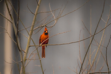 The northern cardinal is a bird in the genus Cardinalis; it is also known colloquially as the redbird, common cardinal, red cardinal, or just cardinal.