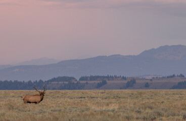 Naklejka premium Bull Elk at Sunrise During the Rut in Wyoming in Autumn