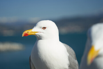 Seagull portrait against sea shore. Close up view of white bird seagull sitting by the beach. Wild seagull with natural blue background.