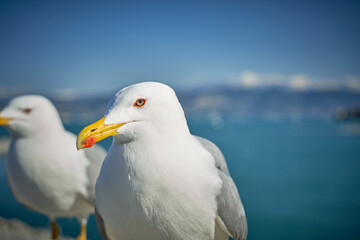 Seagull portrait against sea shore. Close up view of white bird seagull sitting by the beach. Wild seagull with natural blue background.