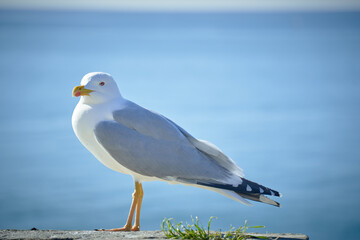 Seagull portrait against sea shore. Close up view of white bird seagull sitting by the beach. Wild seagull with natural blue background.